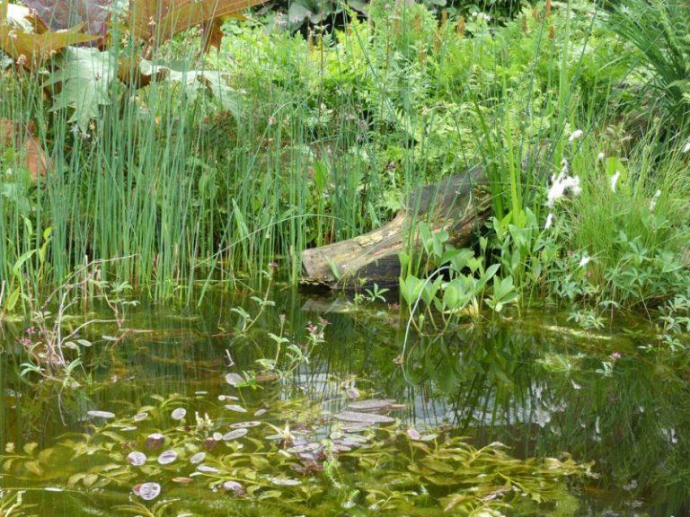 Foto van de siertuin